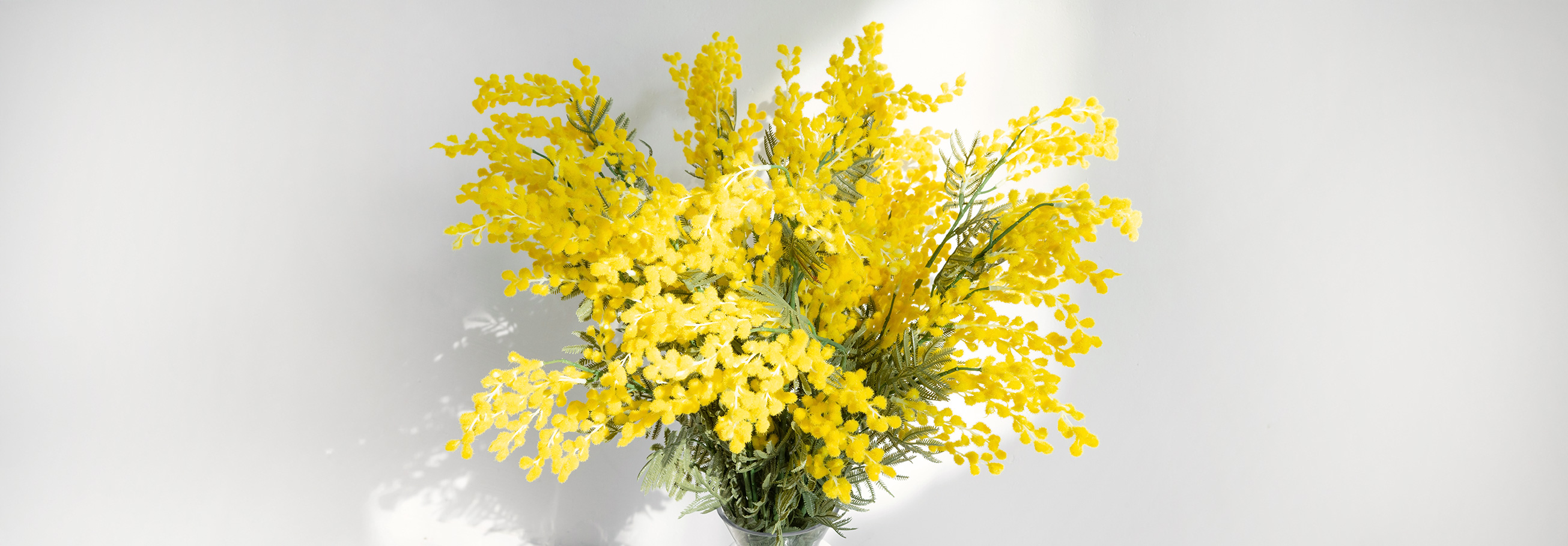 Mimosa en parfumerie