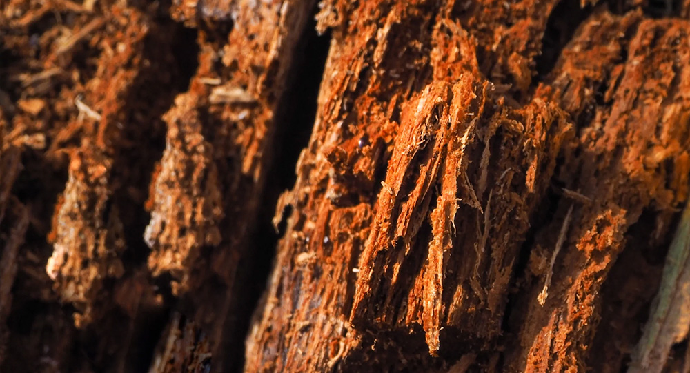 Parfum Bois de oud