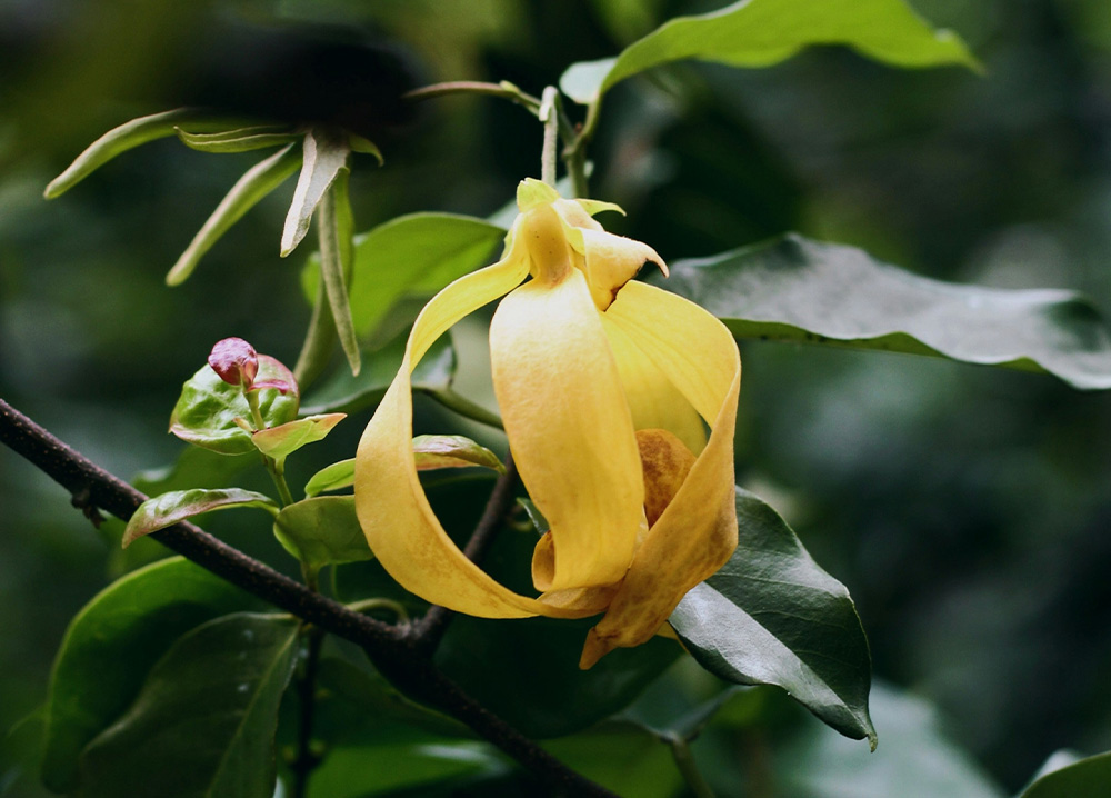 Parfum ylang-ylang