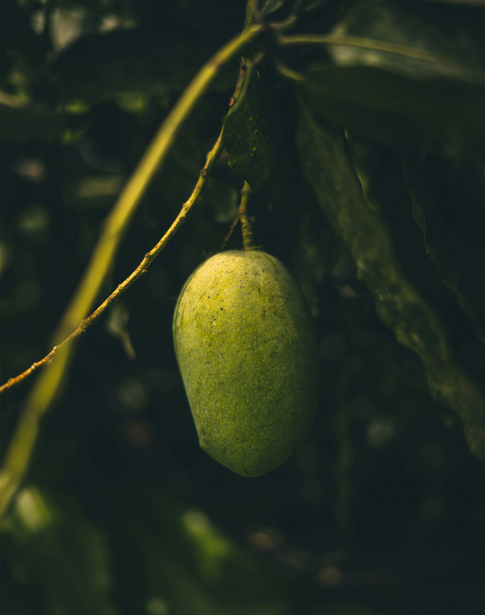 Perfume Mango