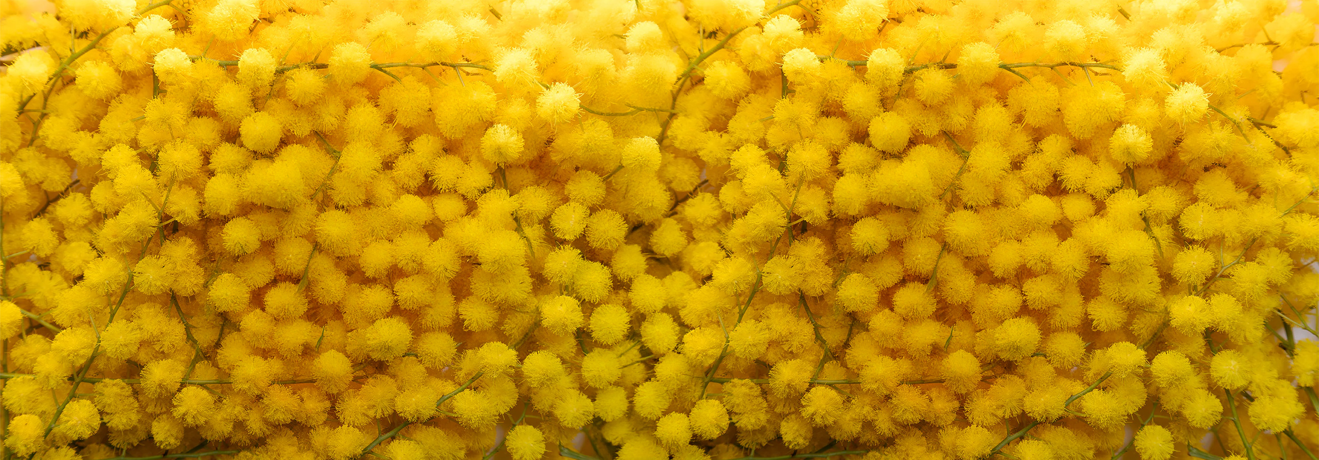 Mimosa en parfumerie