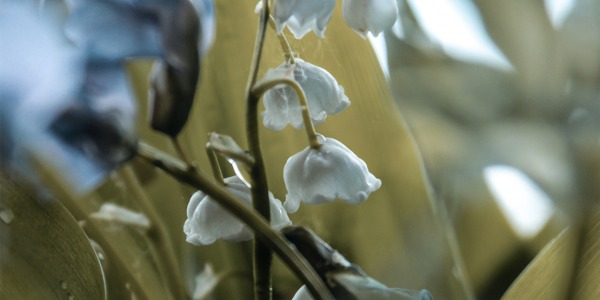 LILY OF THE VALLEY AND PERFUME