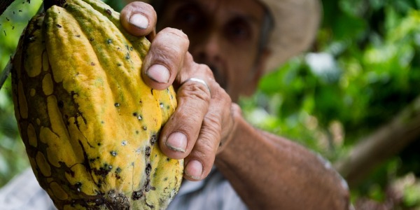 Le parfum de cacao 