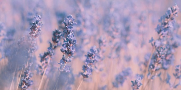 LAVENDER, A PLANT WITH A THOUSAND FRAGRANT VIRTUES