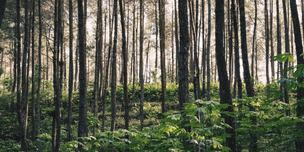 LES BOIS EN PARFUMERIE : UNE SIGNATURE