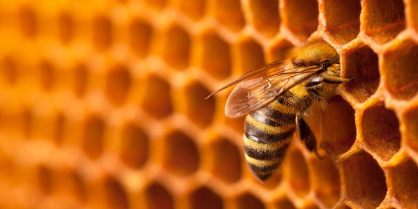 A ROOF FOR THE BEES