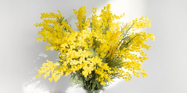 LE MIMOSA : L’OR DE L’HIVER QUI ILLUMINE VOTRE DESIGN ET VOS PARFUMS