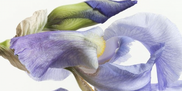 LA DUALITÉ DE L’IRIS : ENTRE TERRE RACINE ET CIEL POUDRÉ 