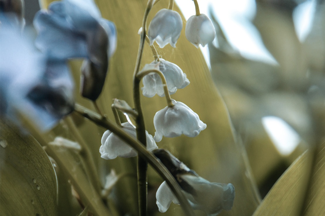 LILY OF THE VALLEY AND PERFUME