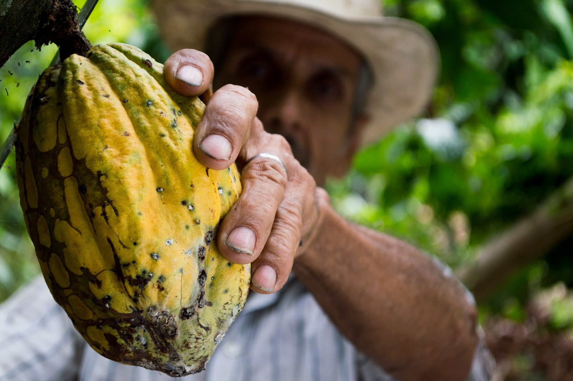 LE CACAO EN PARFUMERIE : POURQUOI EST-IL SI POPULAIRE ? 