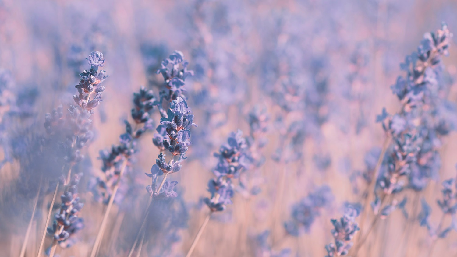 LAVENDER, A PLANT WITH A THOUSAND FRAGRANT VIRTUES