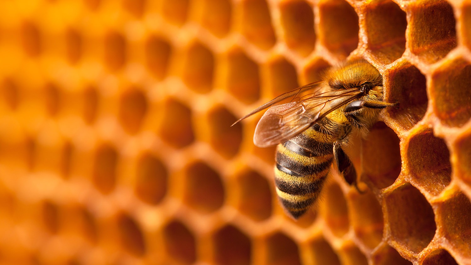 A ROOF FOR THE BEES